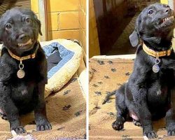 Shelter Pup Keeps Getting Rejected, Starts Smiling At Adopters To Win Them Over