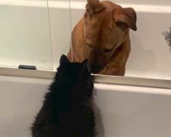 Cat Checks On Dog During Storm To Make Sure He’s OK