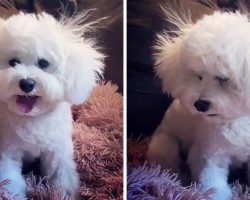 Dog Has Bad Hair Day & Looks Defeated After Mom Gives Her An “Amateur Haircut”