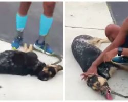 Dog Collapses After Running 6 Miles In Heat, Owner Refuses To Give Him Water