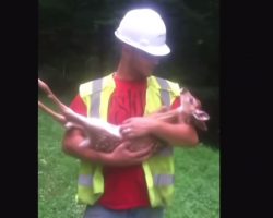 Worker Tries To Set The Baby Deer Down, But It Has Become Too Spoiled