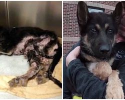 Cop Finds Scorched Puppy Lying In Piles Of Trash & Carries Him To His New Life