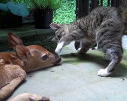 Baby Deer Wanders Onto Family’s Porch And Befriends Their Cat