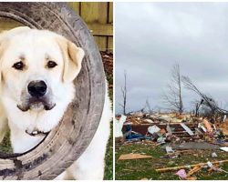 Heroic Dog Perishes In Tornado After Saving His Family As House Collapsed