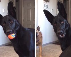 Dog Hears A Child Crying For The First Time, And His Face Turns To Concern