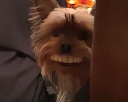 Dog Steals Fake Teeth Off The Table, Wears Them Proudly Around The House