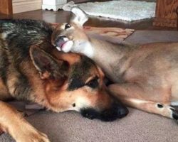 German Shepherd Begins Caring For An Orphaned Fawn, Becomes Fawn Surrogate