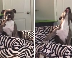 Dog Sings Along To His Favorite Country Song With Lots Of Passion