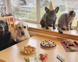 To Celebrate Her First Birthday, Dog Has A Party With All Of Her Friends