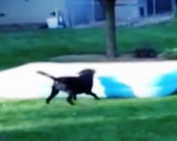 Family Cracks Up When Dog Playing Hide & Seek “Runs Away” With Inflatable Pool