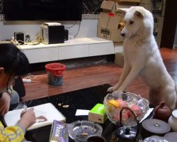 Dad Teaches Dog To Supervise Daughter As She Does Her Homework