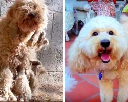 Man Puts Neglected Homeless Dog In Car & Gives Her The Transformation She Needed
