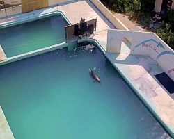 ‘World’s Loneliest Dolphin’ Dies After Spending 15 Years In Abandoned Pool