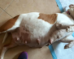 Dog Used Strictly For Breeding Gives Birth For The Very Last Time