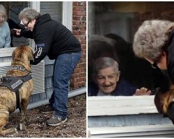 Therapy Dog Finds Way To Comfort Nursing Home Residents In Quarantine