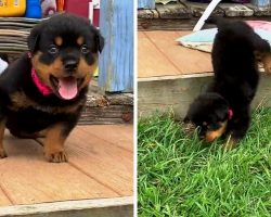 Gutsy 3-Legged Puppy Takes On Difficult Challenge To Show Mom She’s A Toughie
