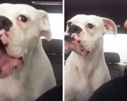 Sulky Boxer Baby Mopes & Whines, Gives Dad An Earful For Leaving The Park Early