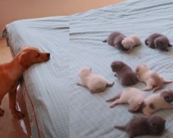 Golden Puppy Curiously Watches Over Newborn Kittens