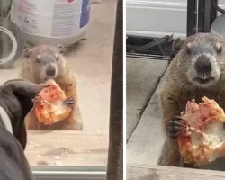 Unfazed Groundhog Munches On Pizza In Front Of The Dogs For An Hour