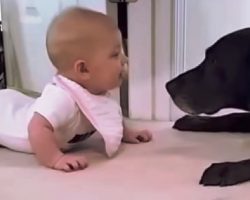 Innocent Baby Gets A Little Too Close To Dog & Dog Goes Straight For Her Face