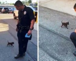 Tiny Puppy Stumbling On Road After Being Dumped Chases Cop & Begs To Be Noticed