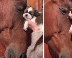 Horse Rubs His Head Up Against The Puppy As The Little One Gives Some Kisses