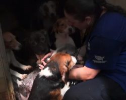Humane Society Raids Property Hoarding Over 140 Dogs, Junior Is Among Them