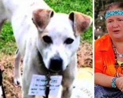 Dog Tied To Pole & Abandoned With Note Attached Begs Homeless Woman To Save Him