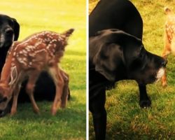 Baby Deer Abandoned By Mother Keeps Visiting A Great Dane & Begs For Her Love