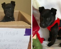 Little Boy Left A Puppy In A Box At The School Door And Flees The Scene