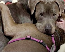 No-One Wanted Pit Bull Pair, They Clung Together For Comfort In Loud Shelter
