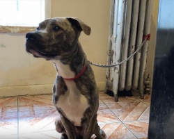 Lucky Is Set Free After Spending 6 Months Chained To A Radiator