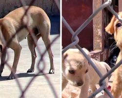 Homeless Mama Dog Living In Dumpster Sees Her Puppies Being Taken Away & Panics