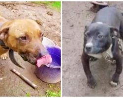 Over 160 Animals Seized In Dogfighting Ring, Some May Be People’s Lost Pets