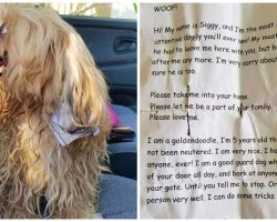 Man Goes Out For Groceries, Discovered ‘Disheveled’ Dog With Note On Collar