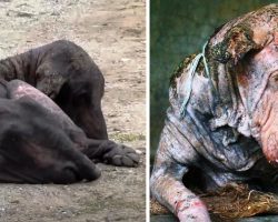 Unloved Sick Dog Was So Tired Of Painful Life That He Refused To Lift his Head
