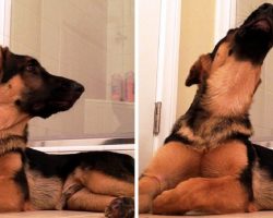 Dog Hears Owner Singing In The Bathroom, Starts Competing With Tunes Of His Own