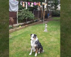 Loyal Dog Will Only Sit By His Toys As They Dry On The Washing Line