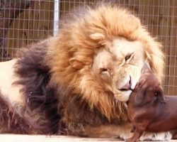 Onlookers Panicked When Tiny Wiener Dog Got Too Close To A Massive 500lb Lion