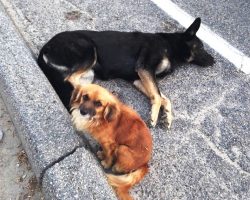 Loyal Dog Refuses To Leave Pregnant Friend’s Side After She Was Hit By A Car
