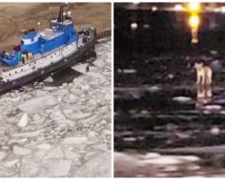 Tugboat Captain Spots Dog Floating On A Block Of Ice In Thick Of Night