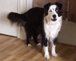 Bratty Dog Stomps Feet & Throws Tantrum After Mom Cuts Her Playtime Yet Again