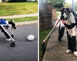 Vet Said Paralyzed Puppy Must Be Put Down Immediately, But Mom Refused To Give Up