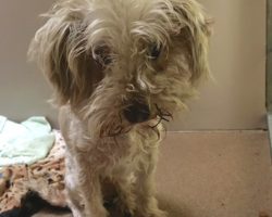 Owners Request That Their Dog Be Put Down Because Of Bad Breath