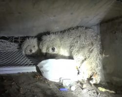 Poodle Covers His Sister To Protect Her As They Close In