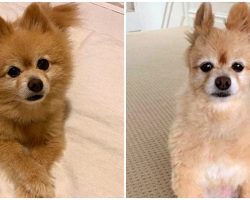 Woman Attempts To Groom Dog Herself, Accidentally Turns Him Into A Mini Alpaca