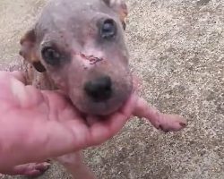 Puppy Dumped In A Cemetery Loses His Scabs And Finds A Personality