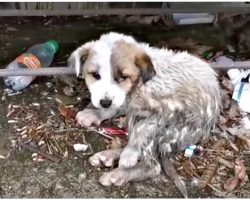 Left On Her Own, Weak Baby Howled As They Did Nothing But Take Her Photo