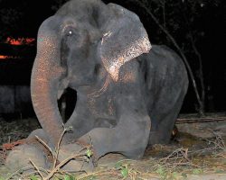 After Being Chained For 50 Years, Elephant Sheds Tears During Midnight Rescue