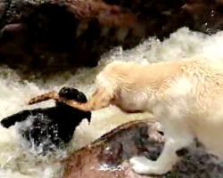 Labrador Pulls His Friend From The Rapids Using Their Fetch Stick